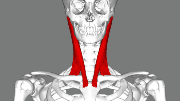 Sternocleidomastoid muscle - SCM Muscle - The Yoga Space